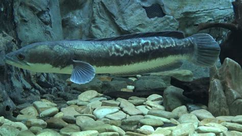 Interesting Facts About The Northern Snakehead Fish - Small Joys