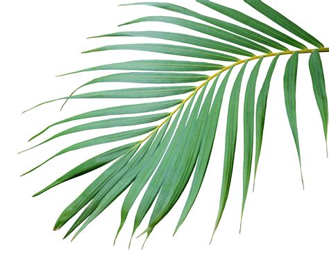 tropical frond green palm leaf tree on transparent background png file ...