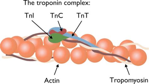 Components of the Troponin Complex. Three subunits: Troponin I (TnI ...