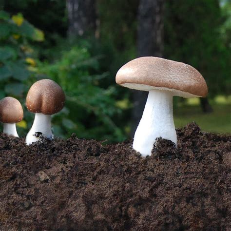 Nấm agaricus - Nhà thuốc FPT Long Châu