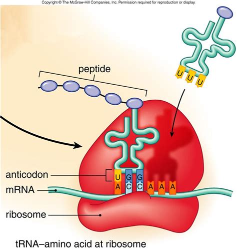 RNA Structure and Function