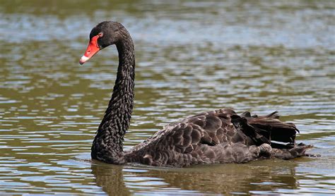 Trend Following Makes Big Money When Black Swans Hit