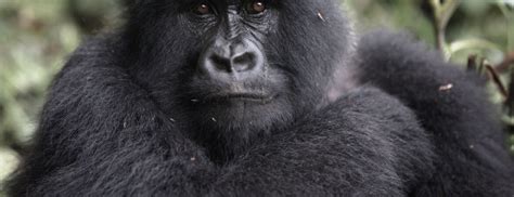 Mountain Gorilla Behavior - Diet, Social Structure, Gorilla Facts and ...