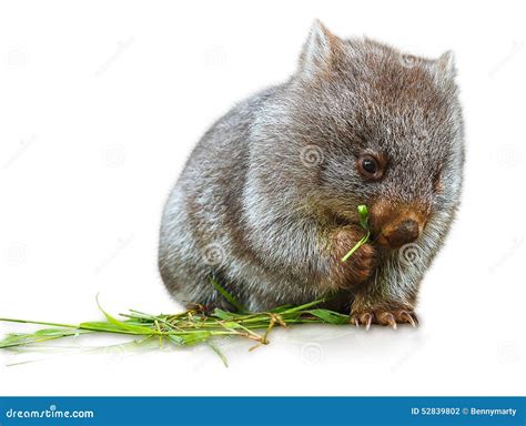 Wombat eating stock photo. Image of background, australian - 52839802