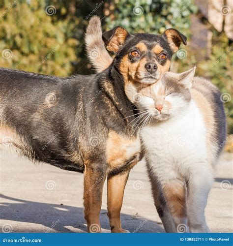 Cat and Dog Love, Friendship Stock Image - Image of coon, background ...