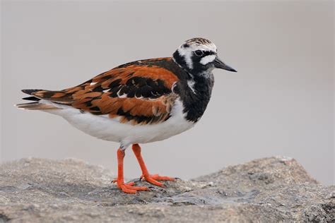 Ruddy Turnstone Facts, Habitat, Migration, Diet, Pictures