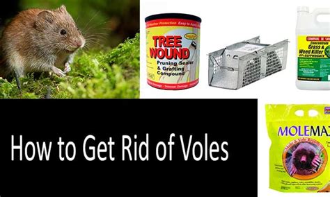 Efficiently Eliminate Moles and Voles: Proven Methods for Pest Control