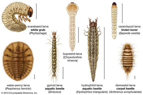 Carpet beetle | insect | Britannica