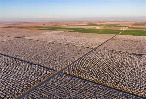 What the Future of Almonds Looks Like in a Dry California - Modern Farmer