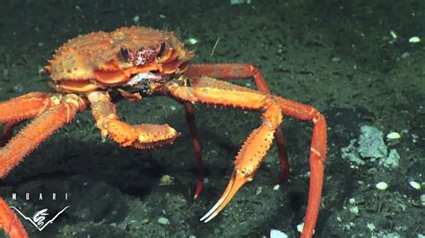 Deep Sea Crab Snaps At Methane Bubbles | Video - YouTube