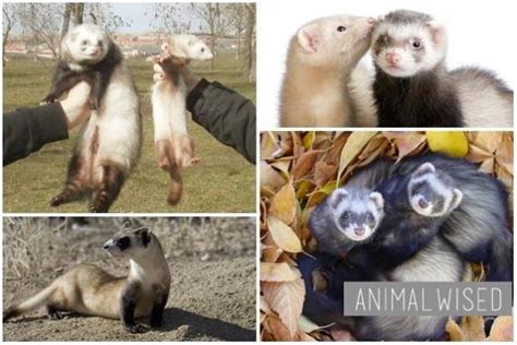 Types of Ferret According to their Size, Color and Coat