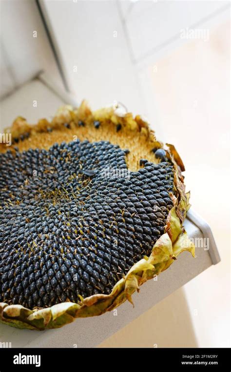 Sunflower head with dry seeds Stock Photo - Alamy