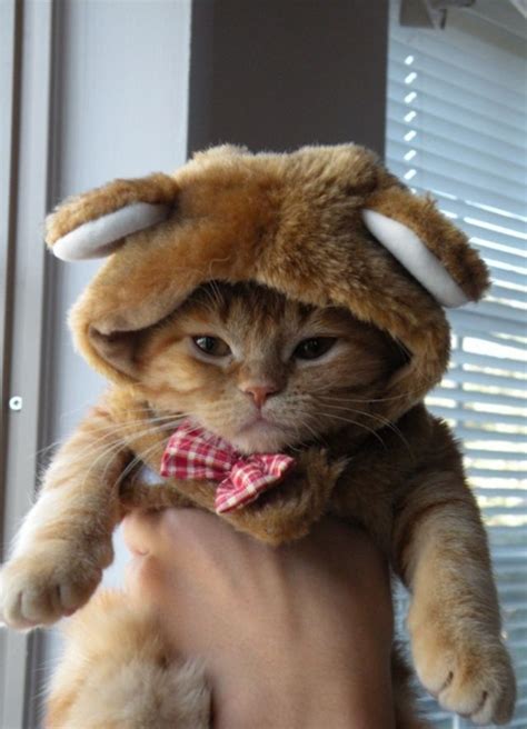 16 People Dressed Up As Animals In Costume | Pet costumes, Cats ...