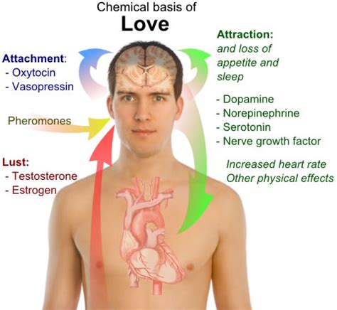 The Chemicals of Love - Human Body Pictures & Diagrams - Science for Kids