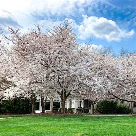 Yoshino Cherry Tree | Yoshino Cherry Tree for Sale - PlantingTree