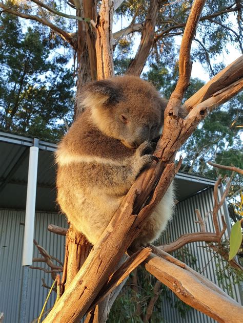 Kangaroo Island Wildlife Park - 4068 Playford Hwy, Seddon SA 5220 ...