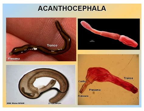 acanthocephala diversity | PPT