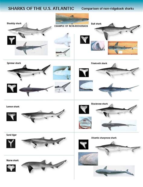 Shark Identification Chart - U.S. Atlantic