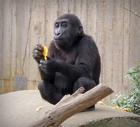 Baby Gorilla at the National Zoo 11/23/11