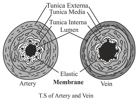 Draw neat labelled diagrams of the transverse sections of a vein and an ...