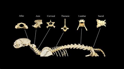 Cat vertebral column | Atlas of Comparative Vertebrate Anatomy