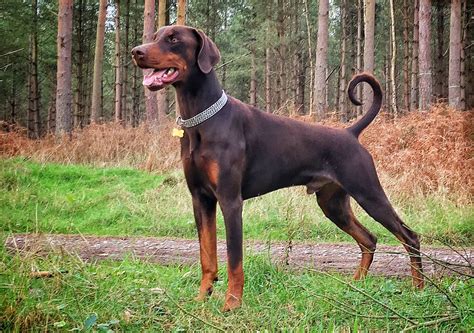 Unraveling The Pricetag: Why Is A Doberman So Expensive?