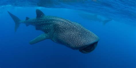 Descubren una nueva especie de crustáceo en la boca de un tiburón ...