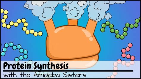 How Ribosomes Are Involved In Protein Synthesis? Quick Answer ...