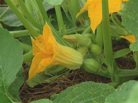 Pumpkin Plant With No Female Flowers | Best Flower Site