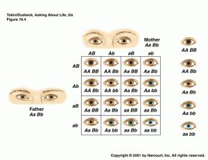 What color are your eyes exactly? | Eye Doctors of Washington