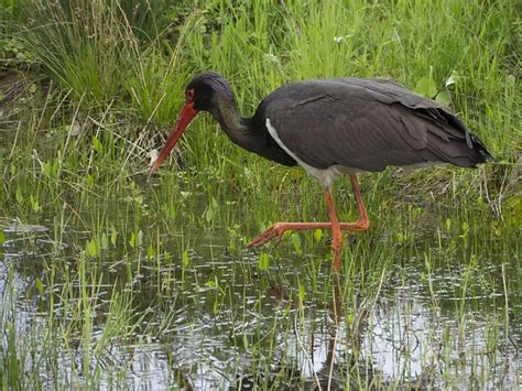 Black Stork Bird - Free photo on Pixabay - Pixabay