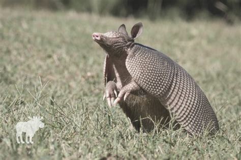 What Does An Armadillo Eat? — Forest Wildlife