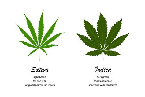 The Difference Between Indica and Sativa — CannaVine