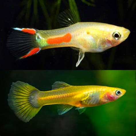 Aquarium Central - Guppies Endler - Blonde Endler Guppy 2cm - MALE ...