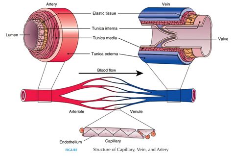 Structure And Function of Blood Vessels