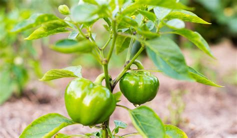 Capsicum Plant: How To Grow It Indoors & Take Care Of It?