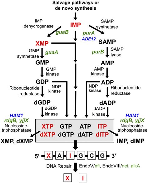 Defects in purine nucleotide metabolism lead to substantial ...