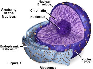 Nucleolus Structure and Function