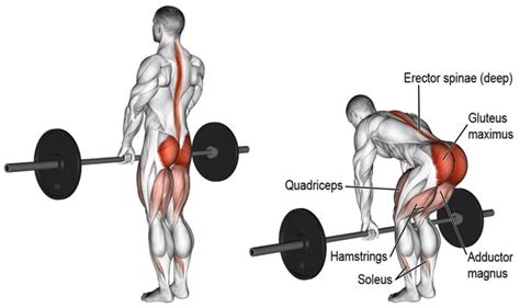 Romanian Deadlift Vs. Deadlift: Which One Should You Do? – Fitness Volt