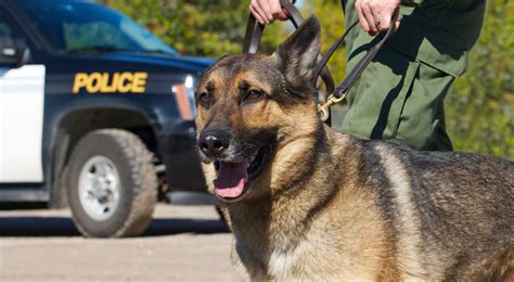 WHAT BREEDS MAKE THE BEST POLICE DOGS? - PPAK9 - Project Paws Alive