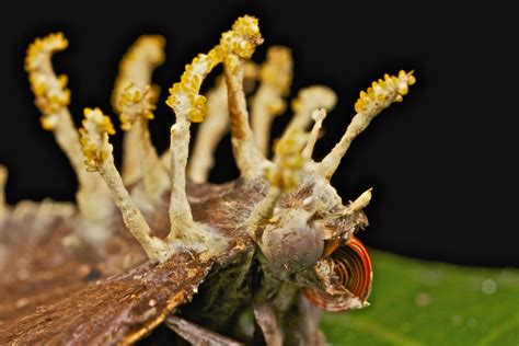 Fungus covered moth (Cordyceps) | Thanks to Joaofungo for th… | Flickr