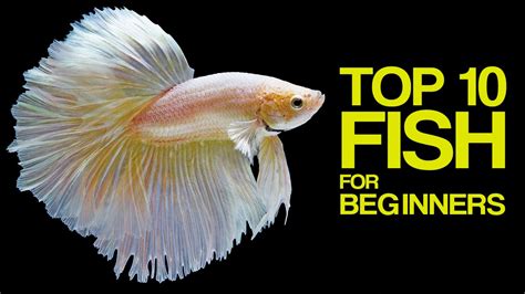 Top 10 Aquarium Fish for Beginners - YouTube