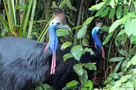 Save the Cassowary - Kuranda Conservation