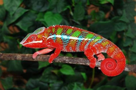 Panther Chameleon Facts, Habitat, Diet, Life Cycle, Baby, Pictures