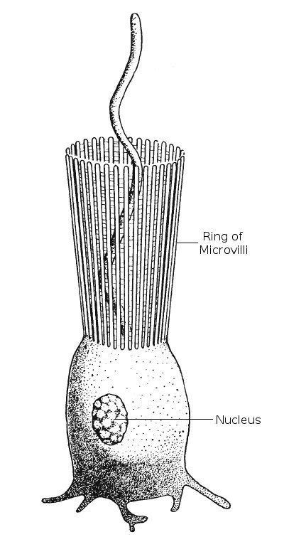 Choanocytes are cells on a sponge that are used to bring water into the ...