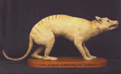 Imaging the Thylacine Exhibition - University of Tasmania Library