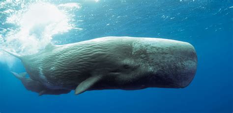 7 Facts About Sperm Whales : The National Wildlife Federation Blog