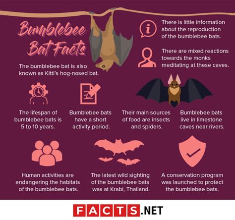 30 Adorable Facts About The Bumblebee Bat You Should Know - Facts.net