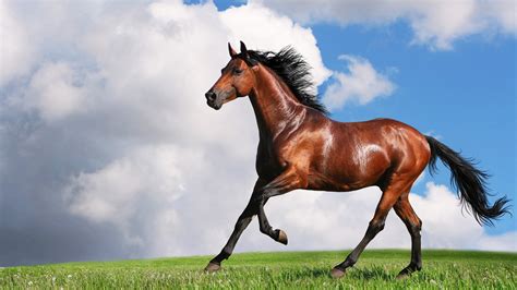 Horse Wallpapers | Best Wallpapers