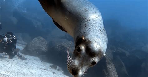 A Sea Lion Swimming · Free Stock Photo